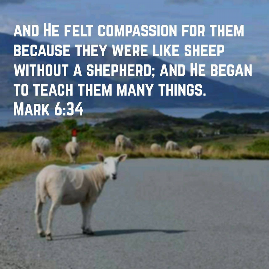 Day 124: Sheep without a shepherd.